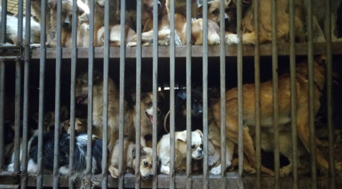 Yulin Dog Meat Festival: The Liberation
